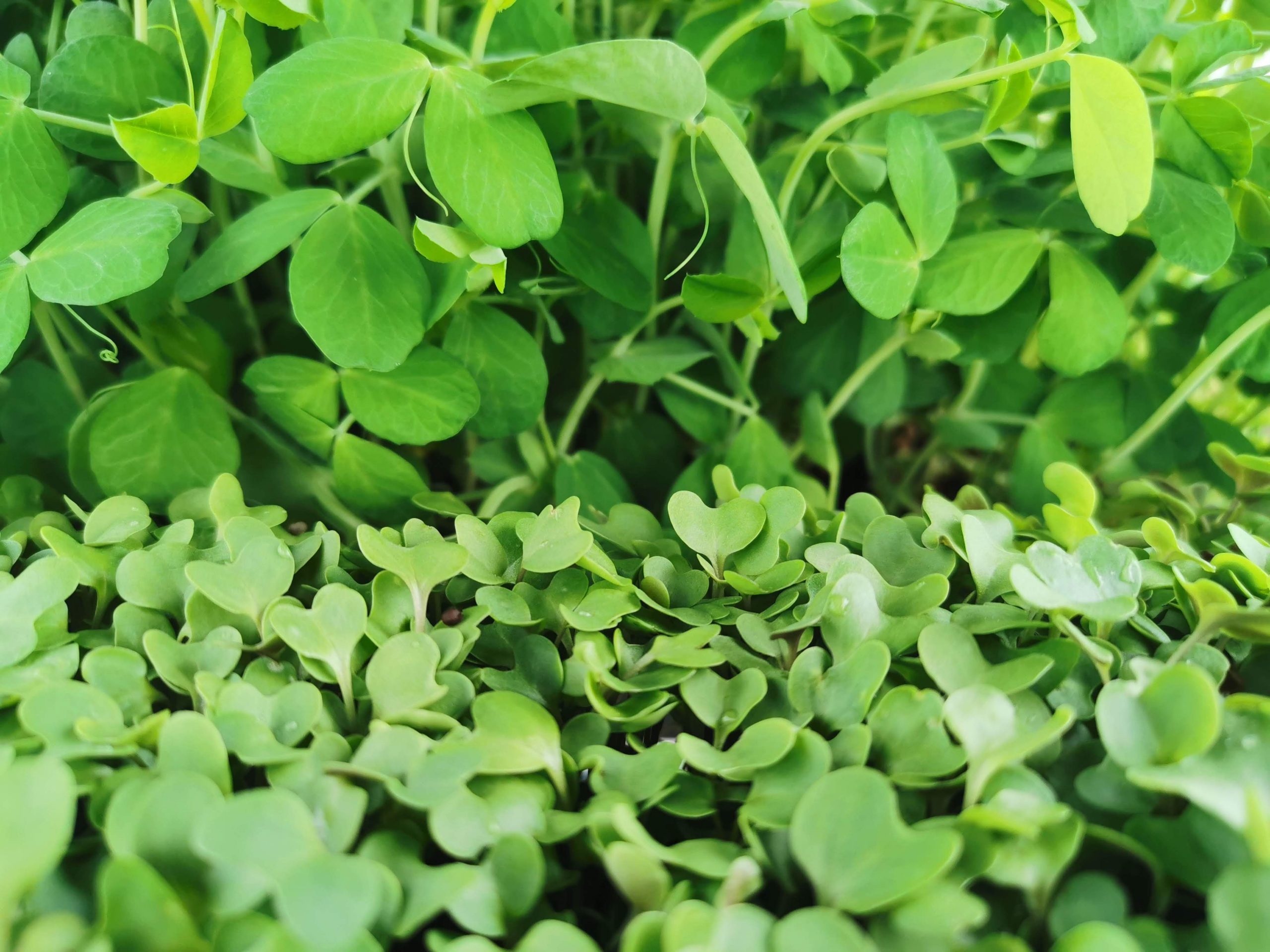 Monster Gnome MicroGreens